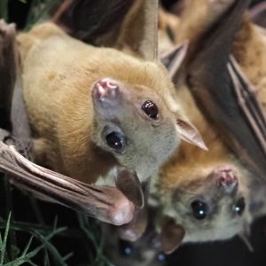 two Egyptian fruit bats