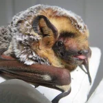 hoary bat with its tongue out